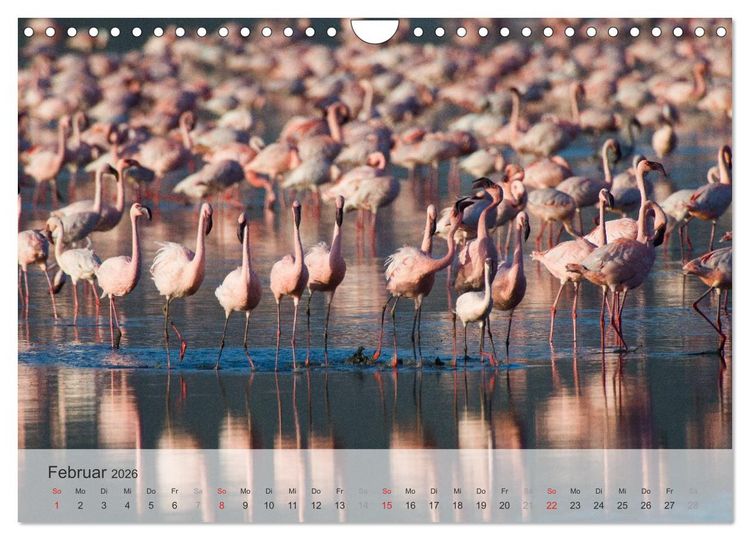 Produktbild: Flamingo Impressionen 2026 (Wandkalender 2026 DIN A4 quer), CALVENDO Monatskalender