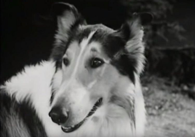 Produktbild: Lassie verschwindet