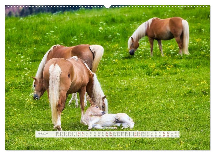 Produktbild: Haflinger im Th&uuml;ringer Wald (hochwertiger Premium Wandkalender 2026 DIN A2 quer), Kunstdruck in Hochglanz