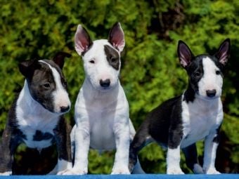 Produktbild: CALVENDO Puzzle Bullterrier | 1000 Teile Lege-Gr&ouml;&szlig;e 64x48cm Foto-Puzzle f&uuml;r gl&uuml;ckliche Stunden