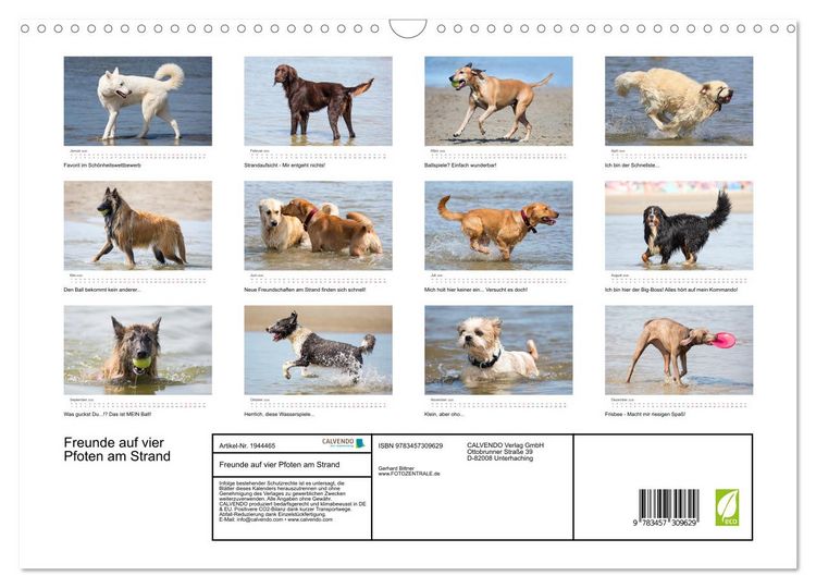 Produktbild: Freunde auf vier Pfoten am Strand (Wandkalender 2026 DIN A3 quer), CALVENDO Monatskalender