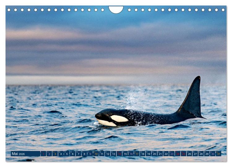 Produktbild: Big Five Australiens Buckelwal, Walhai, Orca, Quokka,K&auml;nguru (Wandkalender 2026 DIN A4 quer), CALVENDO Monatskalender