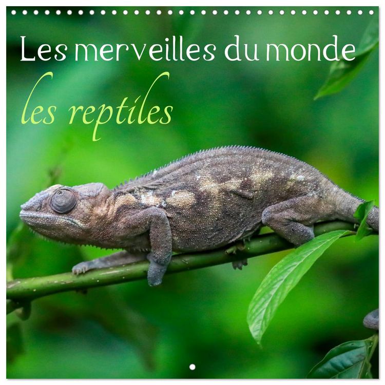 Produktbild: Les merveilles du monde les reptiles (Calendrier mural carr&eacute; 2026 30x30 cm) Calendrier double avec une page pour vos prises de notes