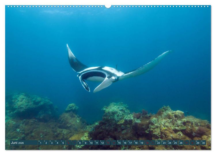 Produktbild: Tauchen, Fische und Meer (Wandkalender 2026 DIN A2 quer), CALVENDO Monatskalender