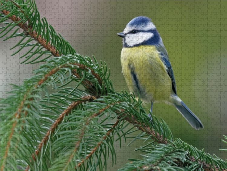 Produktbild: CALVENDO Puzzle Blaumeise 2000 Teile Lege-Gr&ouml;&szlig;e 90 x 67 cm Foto-Puzzle Bild von Dieter-M. Wilczek