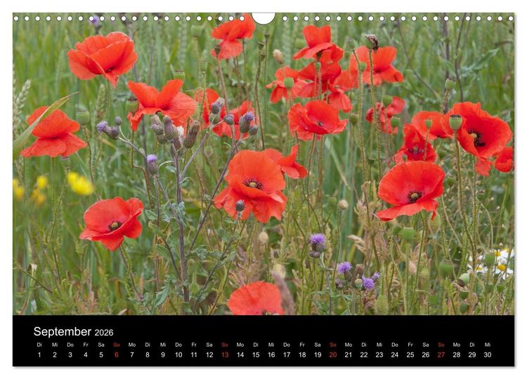 Produktbild: S&uuml;dschweden (Wandkalender 2026 DIN A3 quer), CALVENDO Monatskalender