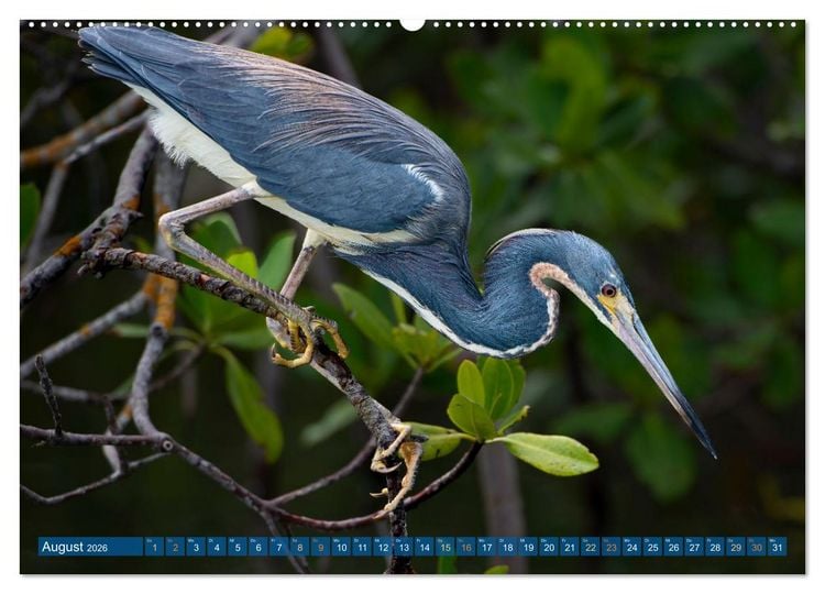 Produktbild: Blaureiher und Dreifarbenreiher (Wandkalender 2026 DIN A2 quer), CALVENDO Monatskalender