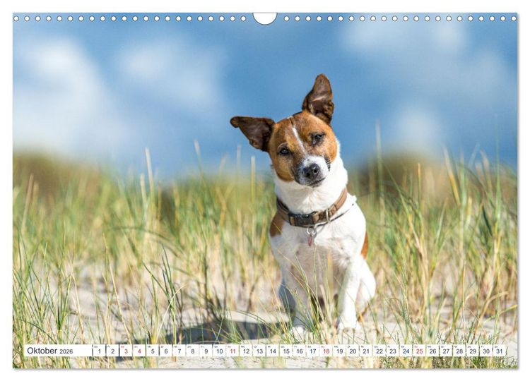 Produktbild: Jack Russell - Klein, aber oho! (Wandkalender 2026 DIN A3 quer), CALVENDO Monatskalender