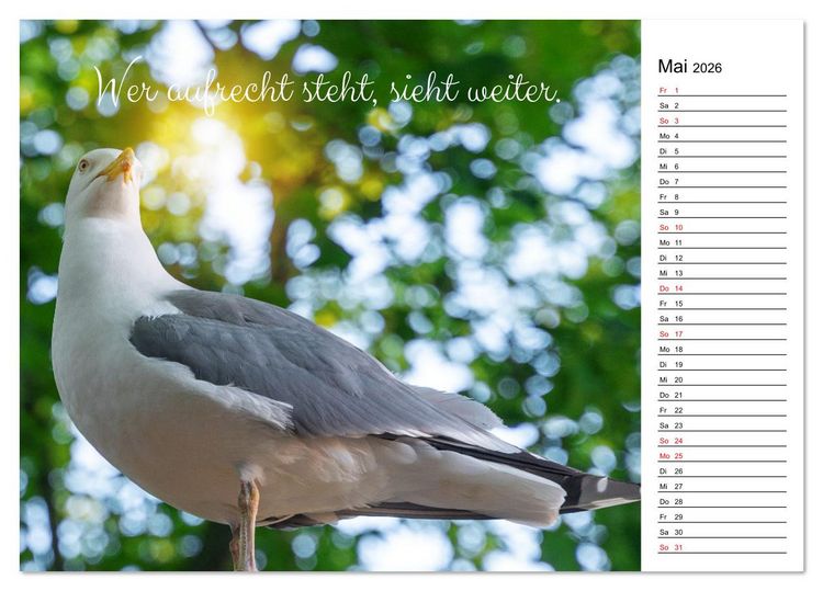 Produktbild: Lebensweisheiten der M&ouml;we - Im Flug des Lebens (Tischkalender 2026 DIN A5 quer), CALVENDO Monatskalender