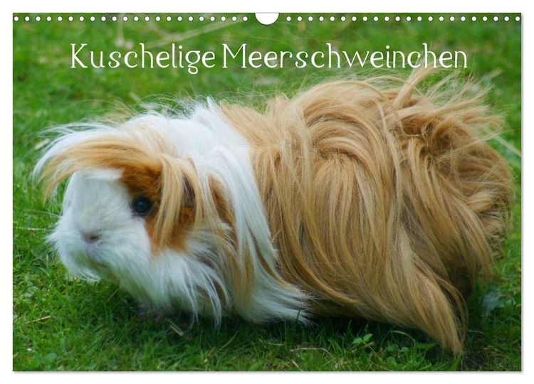Produktbild: Kuschelige Meerschweinchen (Wandkalender 2026 DIN A3 quer), CALVENDO Monatskalender