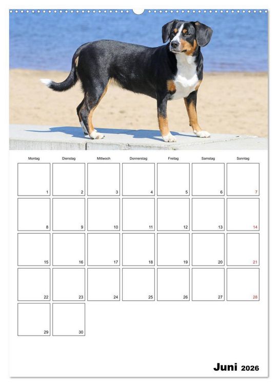 Produktbild: Entlebucher Sennenhunde begleiten Sie durch das Jahr (hochwertiger Premium Wandkalender 2026 DIN A2 hoch), Kunstdruck in Hochglanz