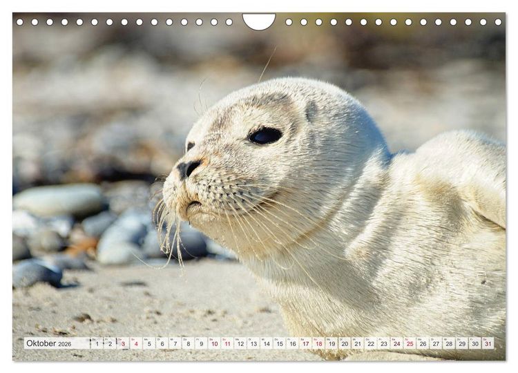 Produktbild: Guck mal ... Robben im Wattenmeer (Wandkalender 2026 DIN A4 quer), CALVENDO Monatskalender