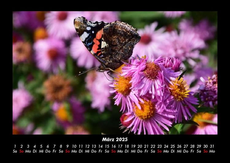 Produktbild: Bunte Pracht der Schmetterlinge 2025 Fotokalender DIN A3