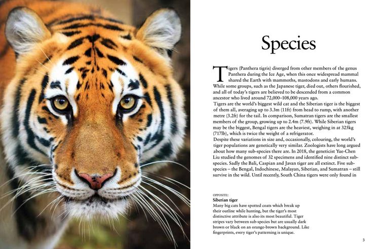 Produktbild: Tigers