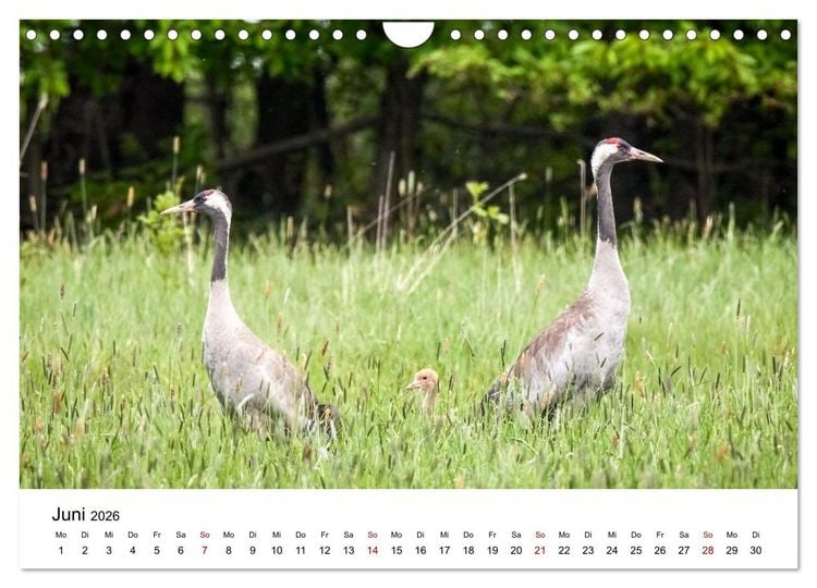Produktbild: Kraniche im Erzgebirge (Wandkalender 2026 DIN A4 quer), CALVENDO Monatskalender