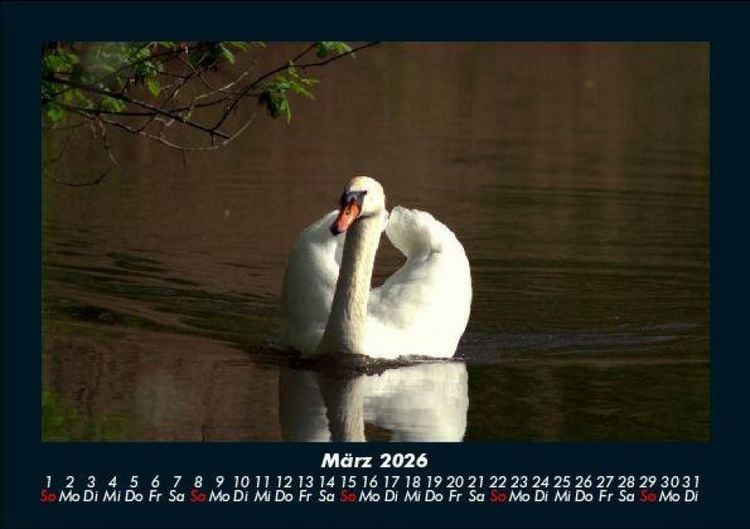 Produktbild: Welt der V&ouml;gel 2026 Fotokalender DIN A5
