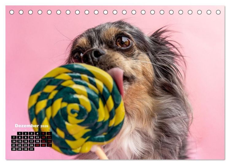 Produktbild: S&uuml;&szlig;e Schnauzen (Tischkalender 2026 DIN A5 quer), CALVENDO Monatskalender