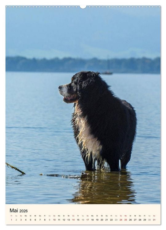Produktbild: Die sch&ouml;nste Rasse der Welt - Berner Sennenhund (Wandkalender 2026 DIN A2 hoch), CALVENDO Monatskalender