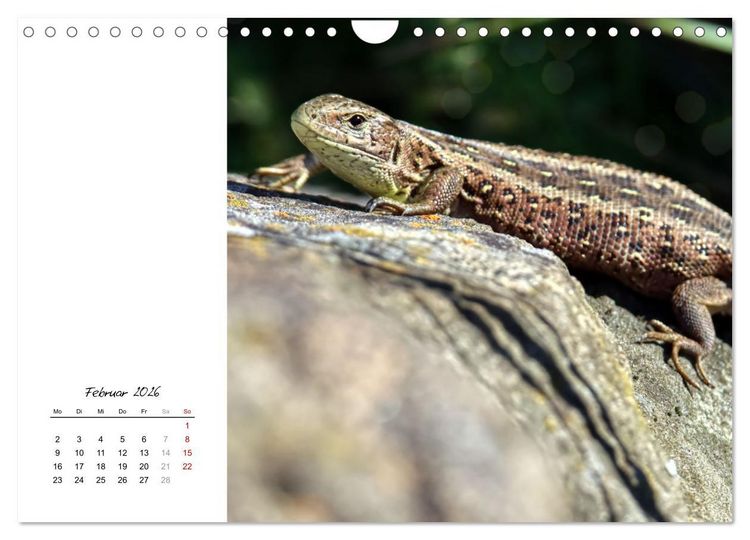 Produktbild: Eidechsen, flinke R&auml;uber (Wandkalender 2026 DIN A4 quer), CALVENDO Monatskalender