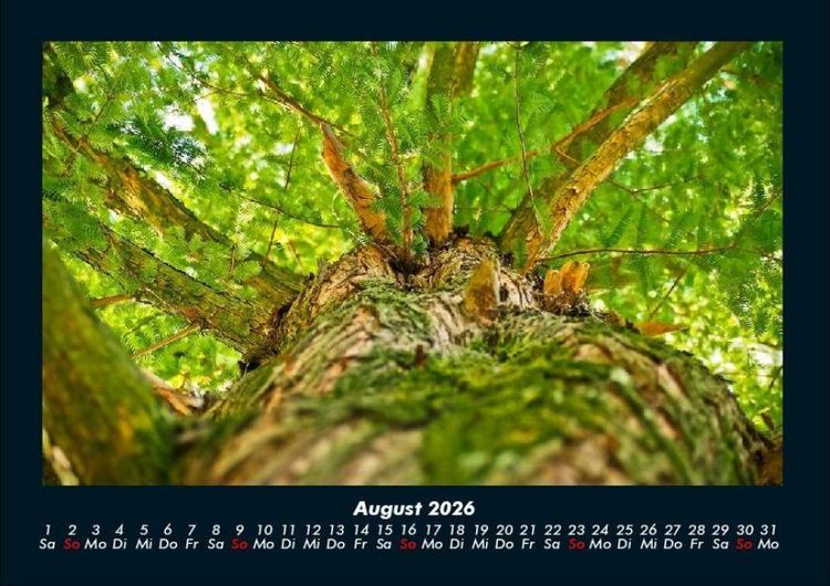 Produktbild: B&auml;ume 2026 Fotokalender DIN A4