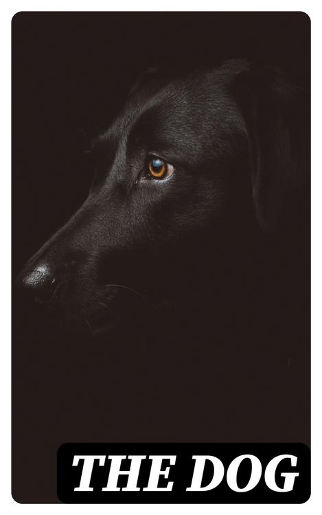 Produktbild: The Dog