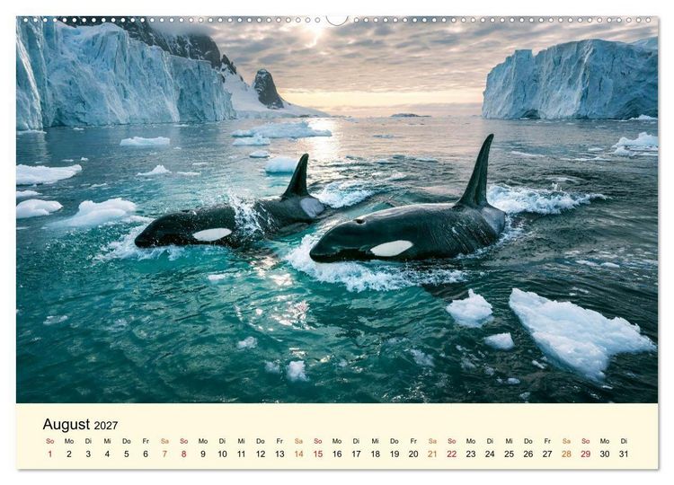 Produktbild: Orcas - Wilde Eleganz des Meeres (Wandkalender 2027 DIN A2 quer), CALVENDO Monatskalender