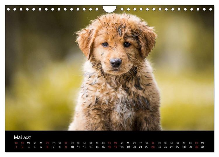 Produktbild: Toller - Nova Scotia Duck Tolling Retriever (Wandkalender 2027 DIN A4 quer), CALVENDO Monatskalender