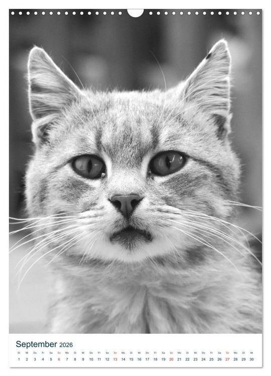 Produktbild: Wilde Katzen - Korsikas Samtpfoten (Wandkalender 2026 DIN A3 hoch), CALVENDO Monatskalender