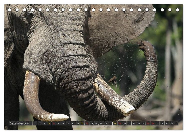 Produktbild: Wildtierparadies Afrika - Eine Foto-Reise durch die Savannen (Tischkalender 2027 DIN A5 quer), CALVENDO Monatskalender