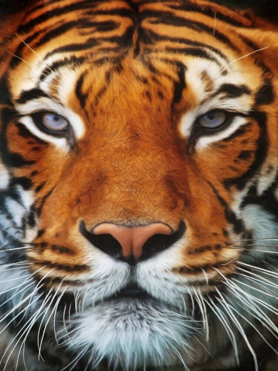 Produktbild: CALVENDO Puzzle Tiger Portrait | 1000 Teile Lege-Gr&ouml;&szlig;e 64x48cm Foto-Puzzle f&uuml;r gl&uuml;ckliche Stunden