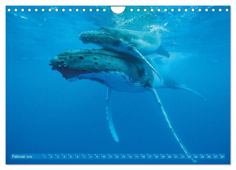 Produktbild: Wale: Giganten der Meere (Wandkalender 2026 DIN A4 quer), CALVENDO Monatskalender