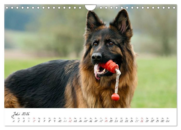 Produktbild: Zauberhafte Langhaar Sch&auml;ferhunde (Wandkalender 2026 DIN A4 quer), CALVENDO Monatskalender