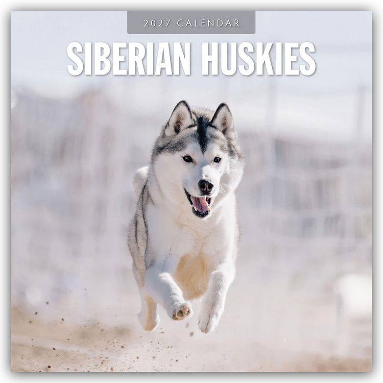Produktbild: Siberian Huskies &ndash; Sibirischer Husky &ndash; Sibirische Huskys 2027 &ndash; 16-Monatskalender