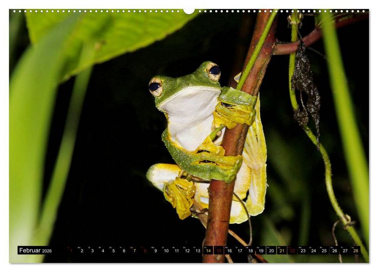 Produktbild: Borneo - Tierparadies Regenwald (hochwertiger Premium Wandkalender 2026 DIN A2 quer), Kunstdruck in Hochglanz