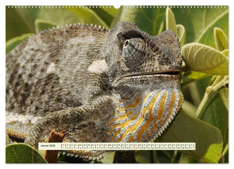 Produktbild: Reptilien des s&uuml;dlichen Afrikas (hochwertiger Premium Wandkalender 2026 DIN A2 quer), Kunstdruck in Hochglanz