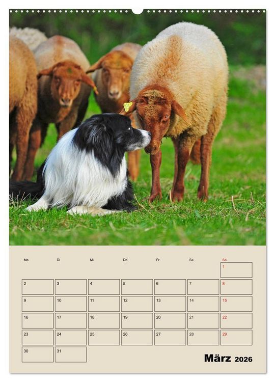 Produktbild: Border Collie - Ein Familienplaner (Wandkalender 2026 DIN A2 hoch), CALVENDO Monatskalender