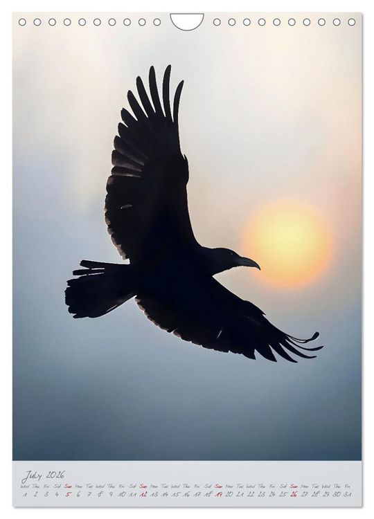 Produktbild: Nocturnal wings - A mystic raven companion for the year (Wall Calendar 2026 DIN A4 portrait), CALVENDO 12 Month Wall Calendar