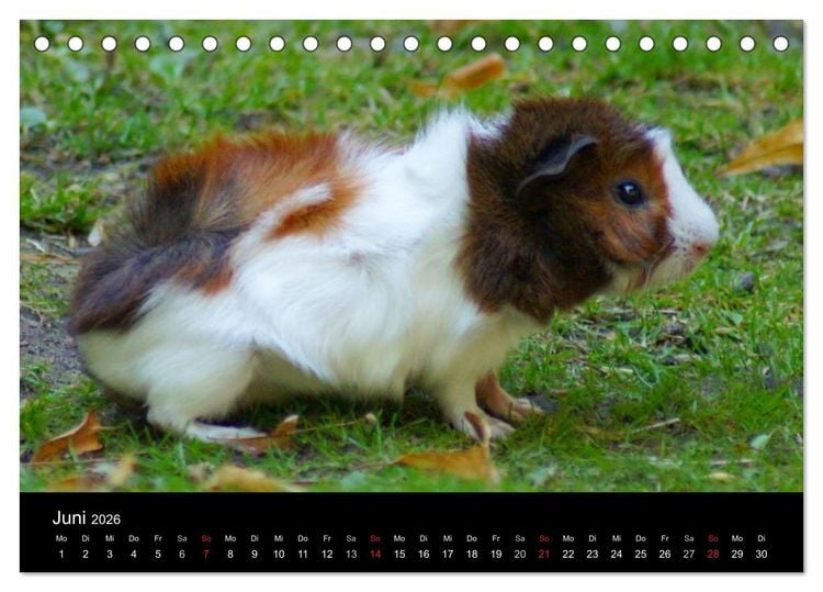 Produktbild: Meerschweinchen und Zwergkaninchen (Tischkalender 2026 DIN A5 quer), CALVENDO Monatskalender