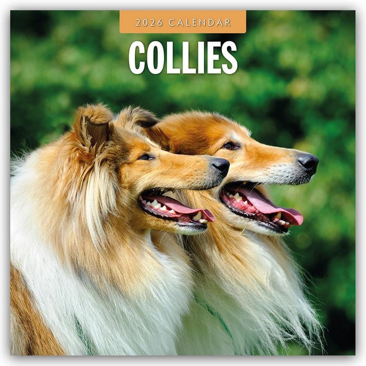 Produktbild: Collies – Collie 2026 – 16-Monatskalender
