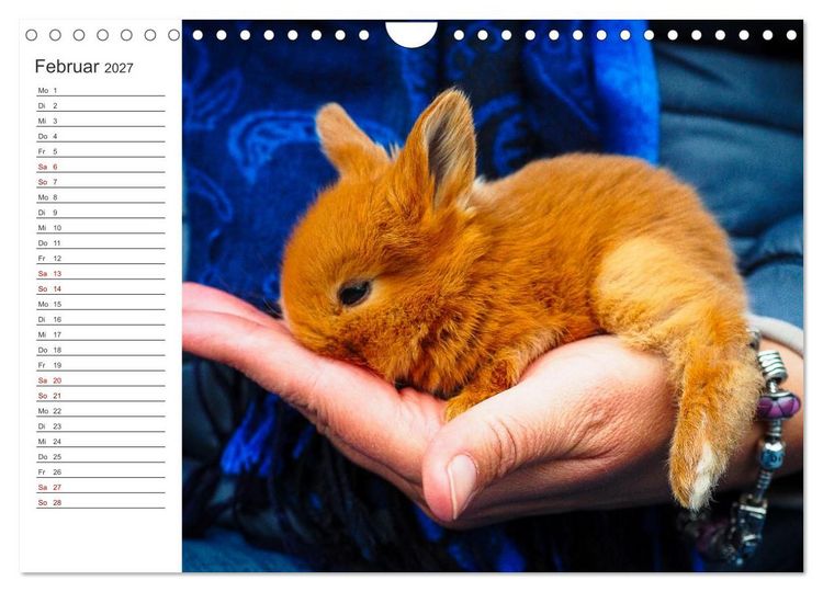 Produktbild: Eine gl&uuml;ckliche Kaninchenfamilie (Wandkalender 2027 DIN A4 quer), CALVENDO Monatskalender
