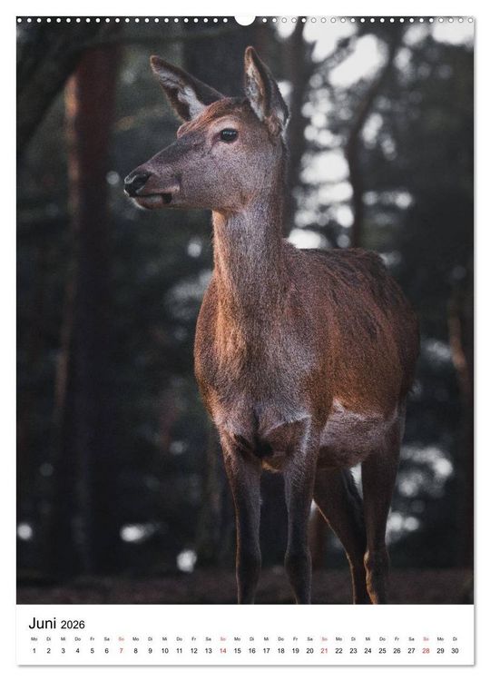 Produktbild: Wilde Nachbarn: Rotwild (hochwertiger Premium Wandkalender 2026 DIN A2 hoch), Kunstdruck in Hochglanz