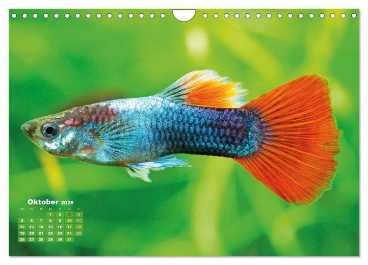 Produktbild: Glanz im Aquarium: S&uuml;&szlig;wasserfische (Wandkalender 2026 DIN A4 quer), CALVENDO Monatskalender