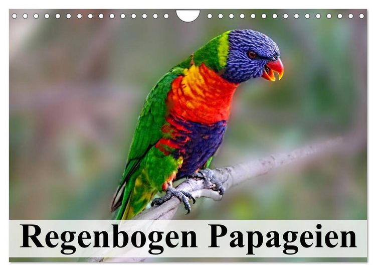 Produktbild: Regenbogen Papageien (Wandkalender 2026 DIN A4 quer), CALVENDO Monatskalender