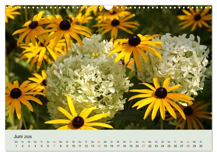 Produktbild: Hortensien Bl&uuml;hen und Vergehen (Wandkalender 2026 DIN A3 quer), CALVENDO Monatskalender