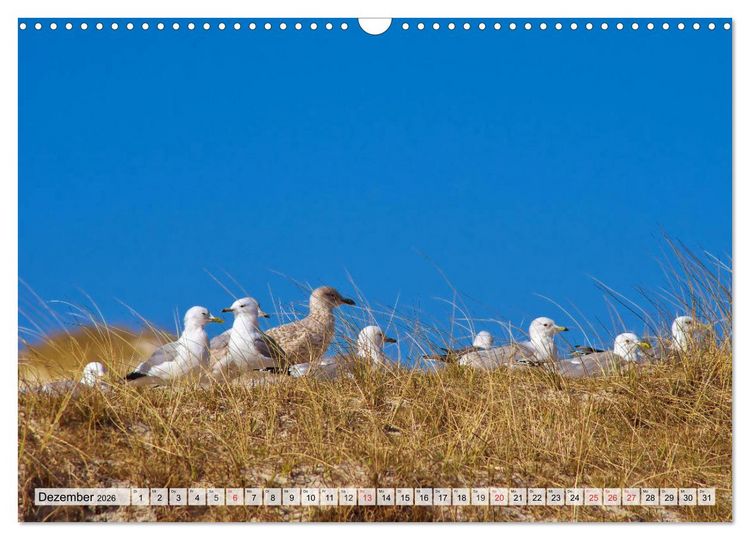 Produktbild: Nordseeinsel Amrum (Wandkalender 2026 DIN A3 quer), CALVENDO Monatskalender