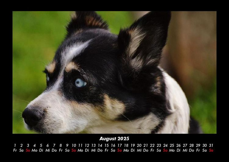 Produktbild: Tiere in der Wildnis 2025 Fotokalender DIN A3