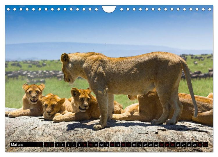 Produktbild: Tansania - Tierwanderung in der Serengeti (Wandkalender 2026 DIN A4 quer), CALVENDO Monatskalender