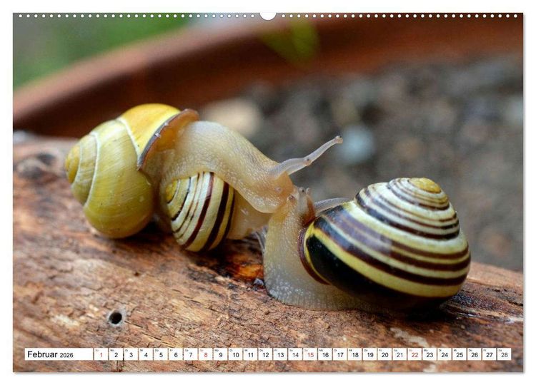 Produktbild: Schnecken. Witzige Schleimer (hochwertiger Premium Wandkalender 2026 DIN A2 quer), Kunstdruck in Hochglanz