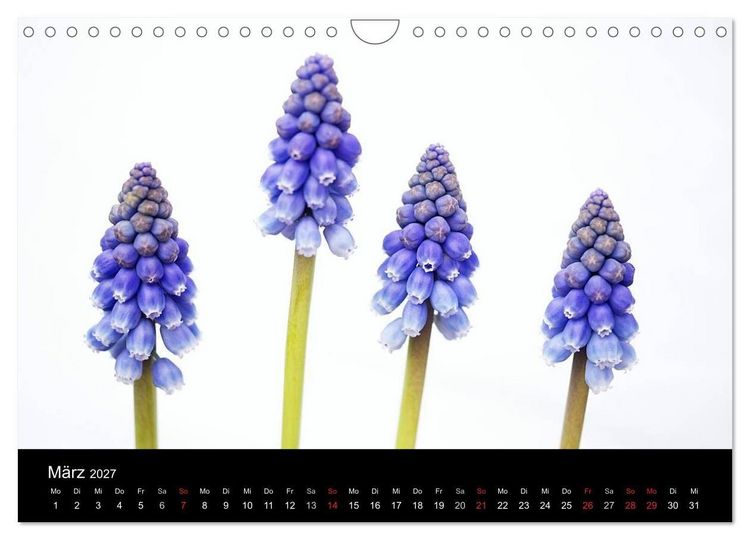 Produktbild: Blumige Farben (Wandkalender 2027 DIN A4 quer), CALVENDO Monatskalender