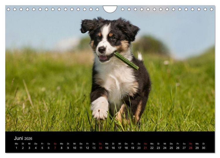 Produktbild: Welpen 2026 (Wandkalender 2026 DIN A4 quer), CALVENDO Monatskalender